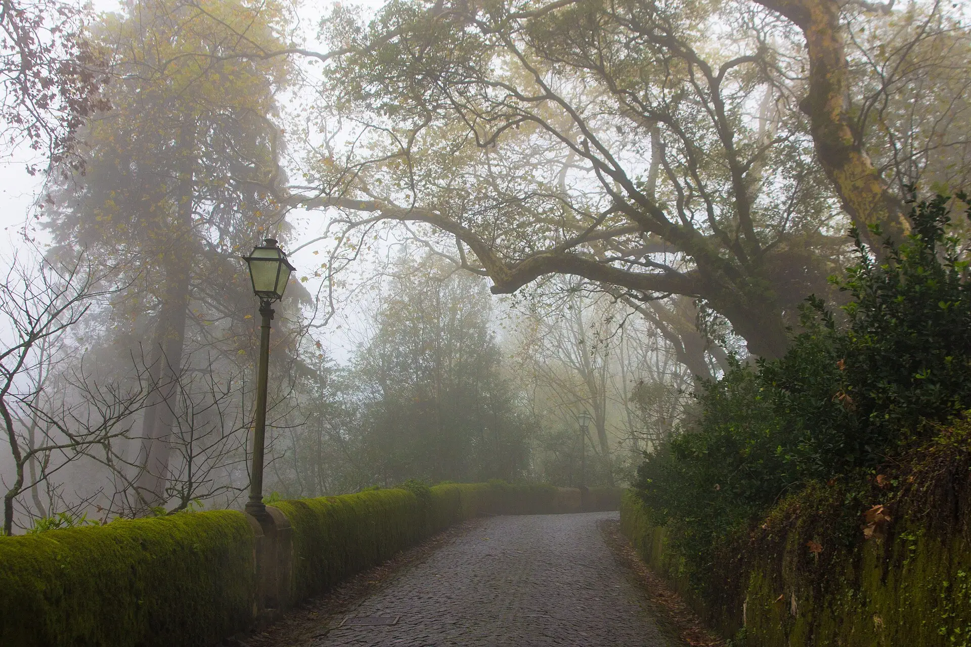 A path through the tall trees of Pena Park in Sintra
