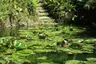Water lilies at the Pena Park (49838458376)