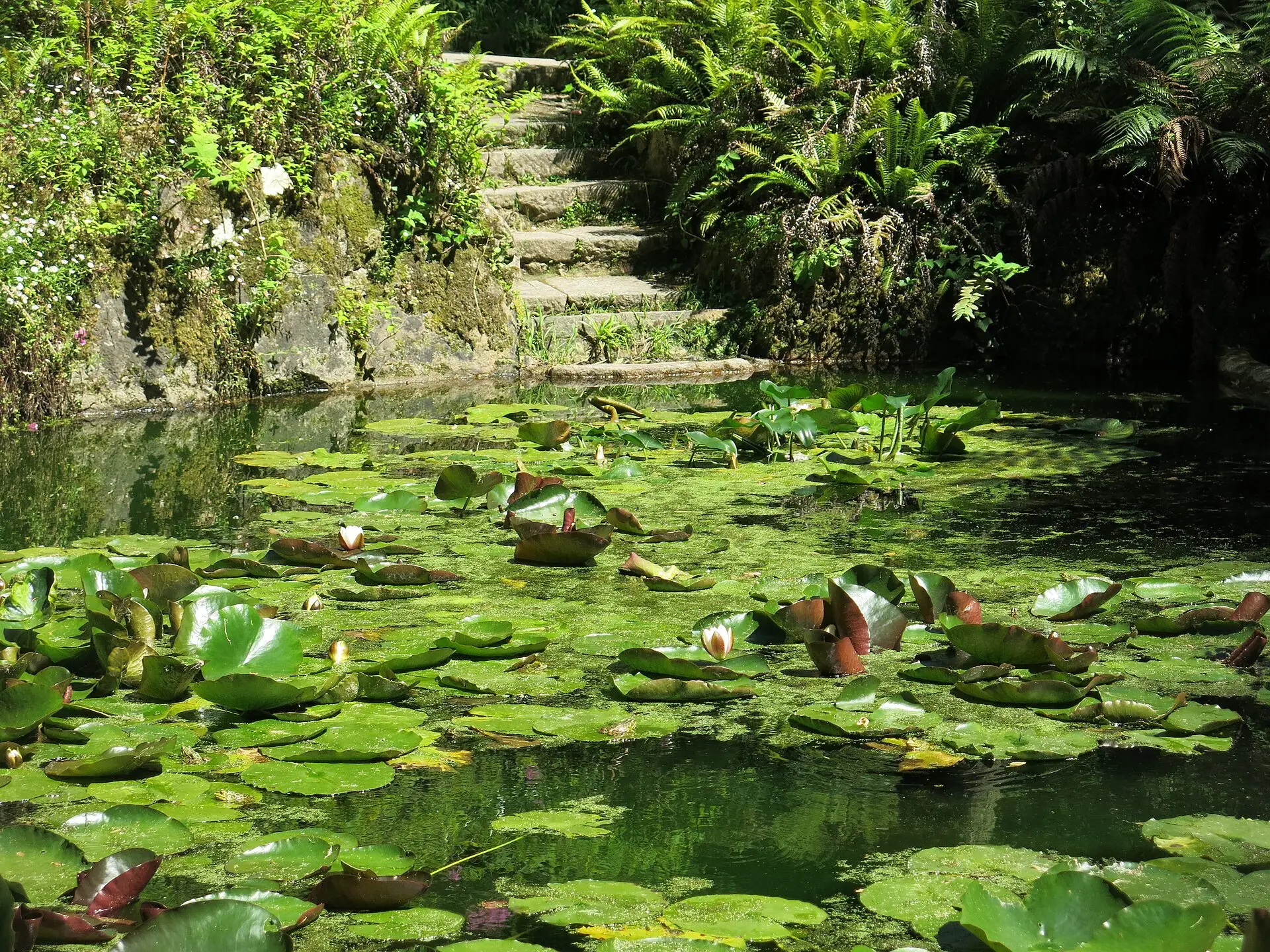 Water lilies on a pond in Pena Park